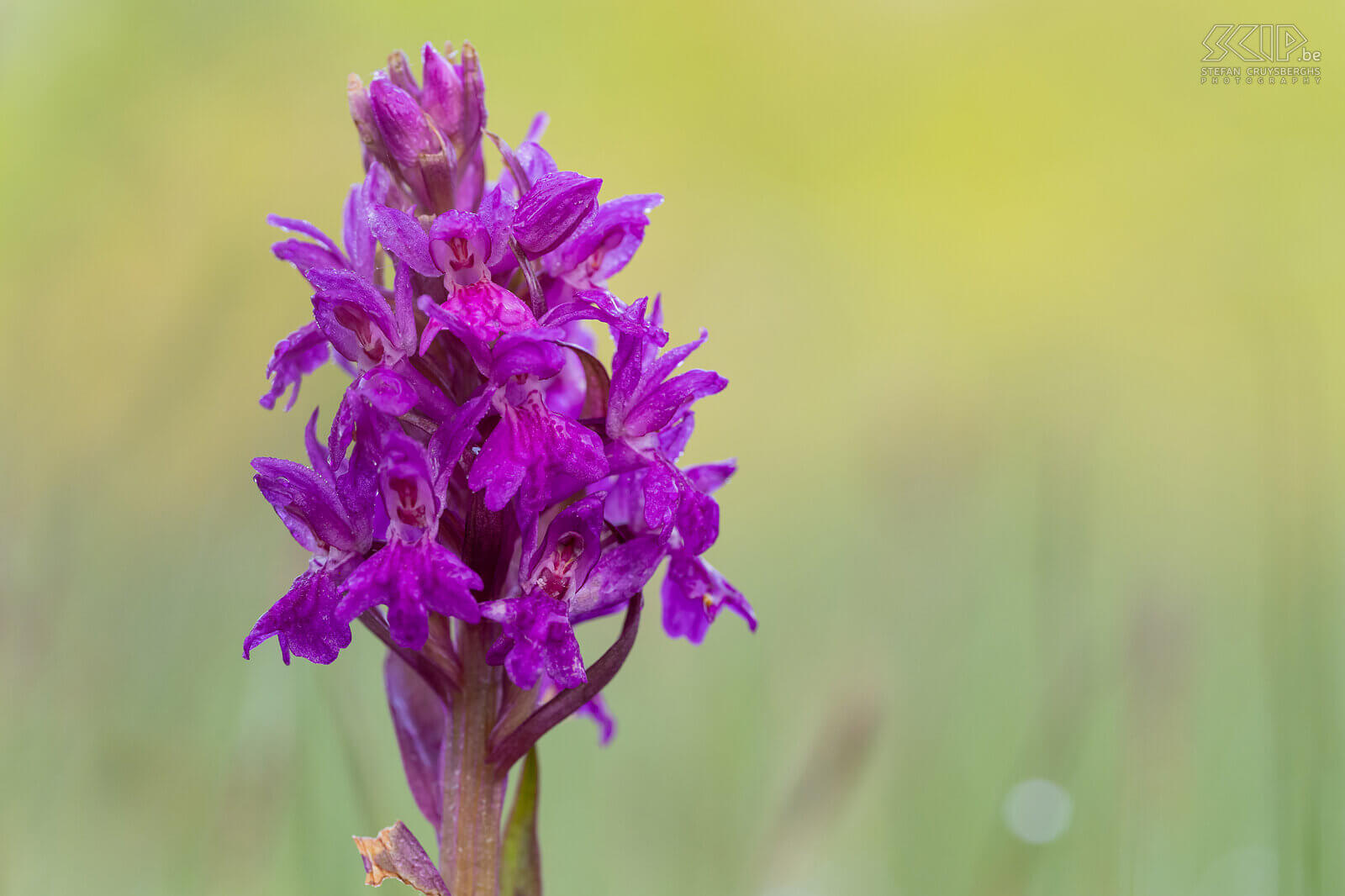 Voorjaarsbloeiers - Brede orchis in Sint-Pieters-Rode  Stefan Cruysberghs